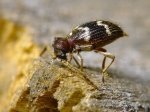 Ptinidae - spider beetles